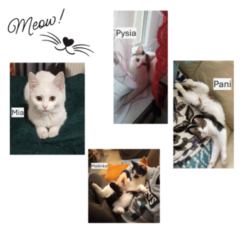 fota z okazji dnia kota