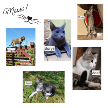 foa z okazji dnia kota