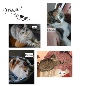 fota z okazji dnia kota