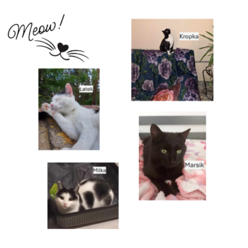 fota z okazji dnia kota