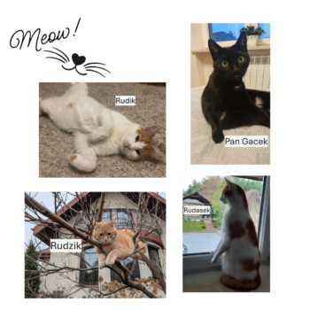 fota z okazji dnia kota