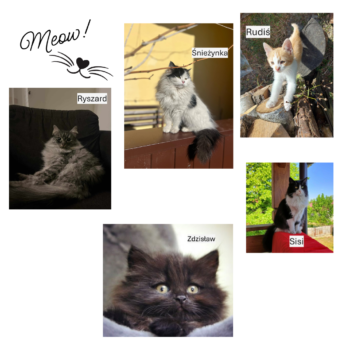 fota z okazji dnia kota