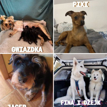 WYNIKI KONKURSU fOTOPSIAKI