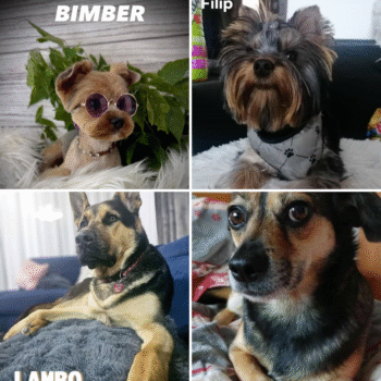 wyniki konkursu fotopsiaki