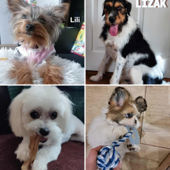 wyniki konkursu fotopsiaki