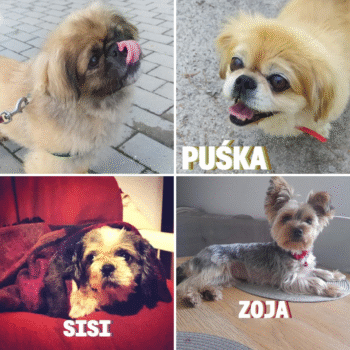 wyniki konkursu fotopsiaki