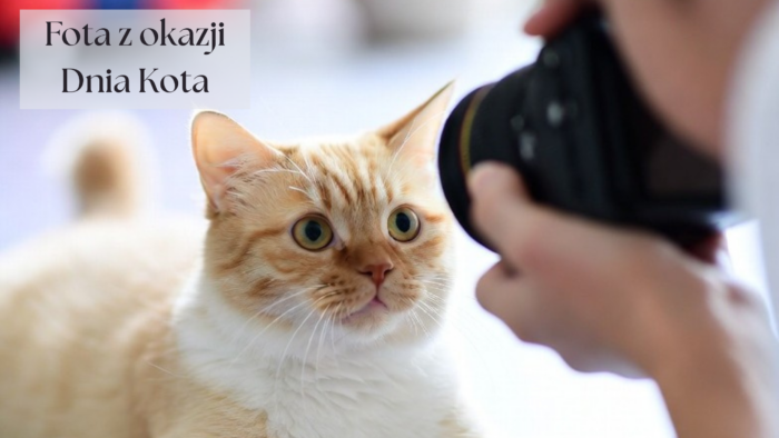 Read more about the article Uwaga kociarze i&nbsp;kociary